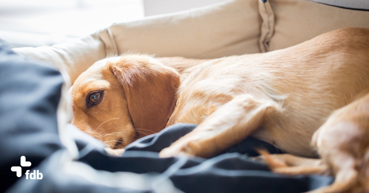 Miglior integratore per dolore e infiammazione nel cane