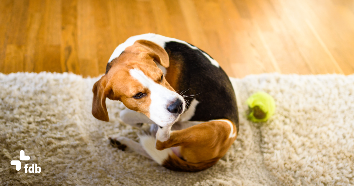 Come riconoscere e trattare le pulci nel cane