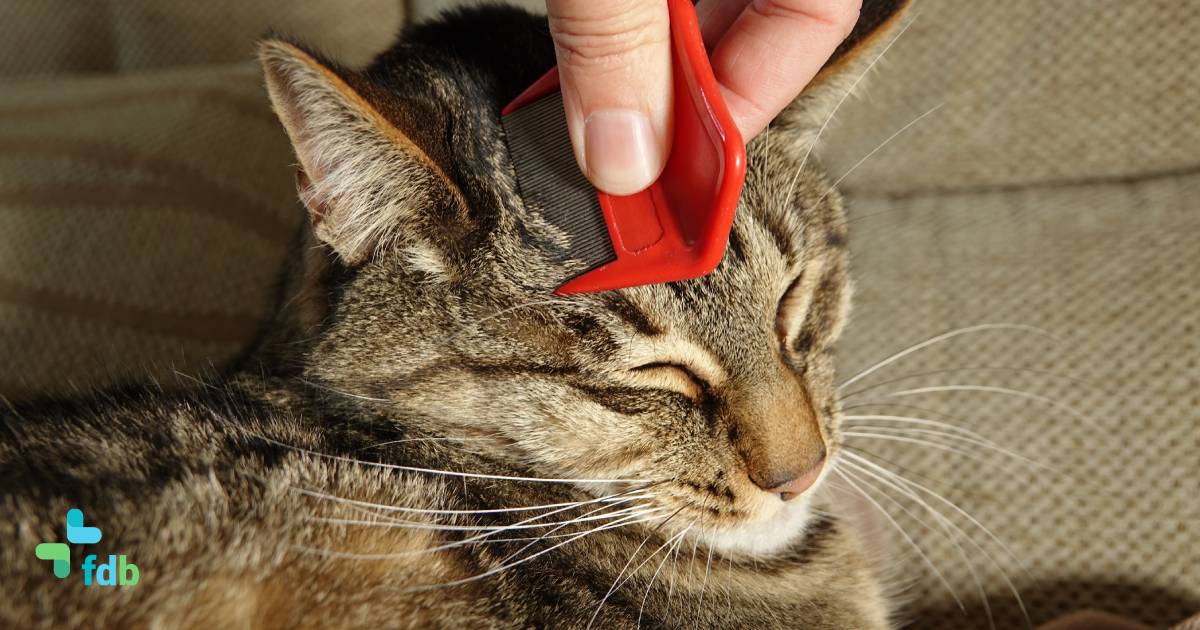 Come riconoscere e trattare le pulci nel gatto