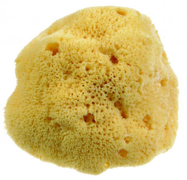 Beautytime Spugna Naturale Dama Media