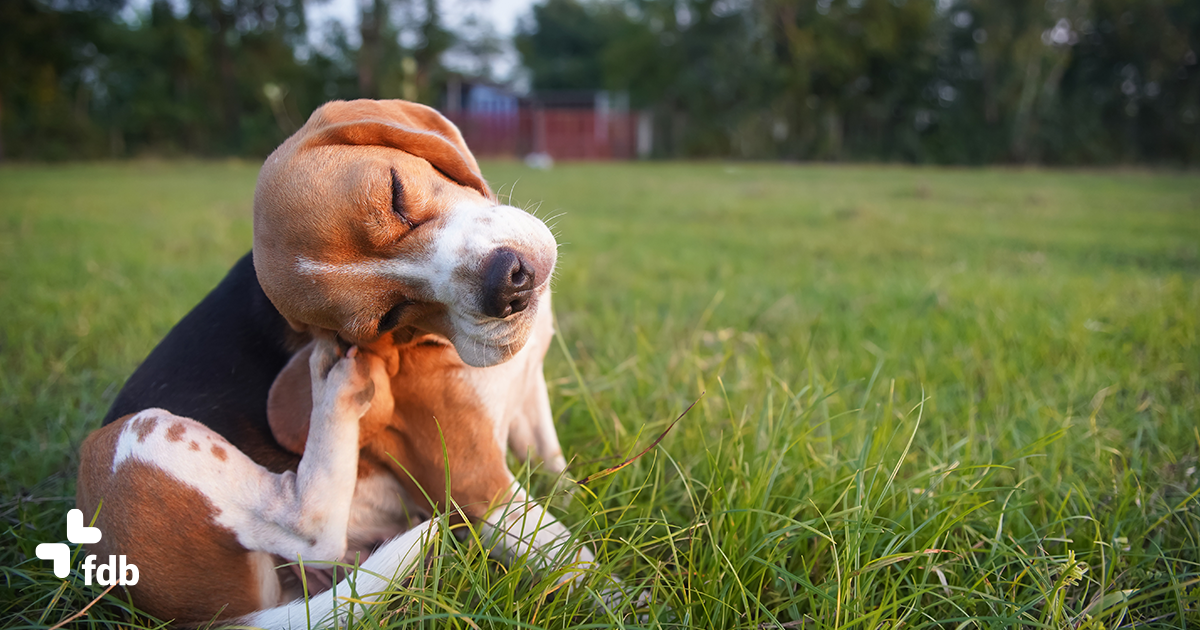 Antiparassitari per cani: quali scegliere e come usarli