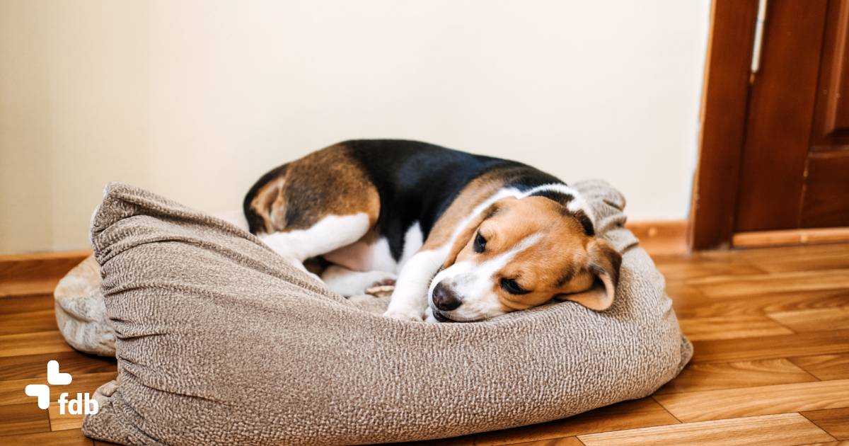 Cosa fare se il cane ha la diarrea