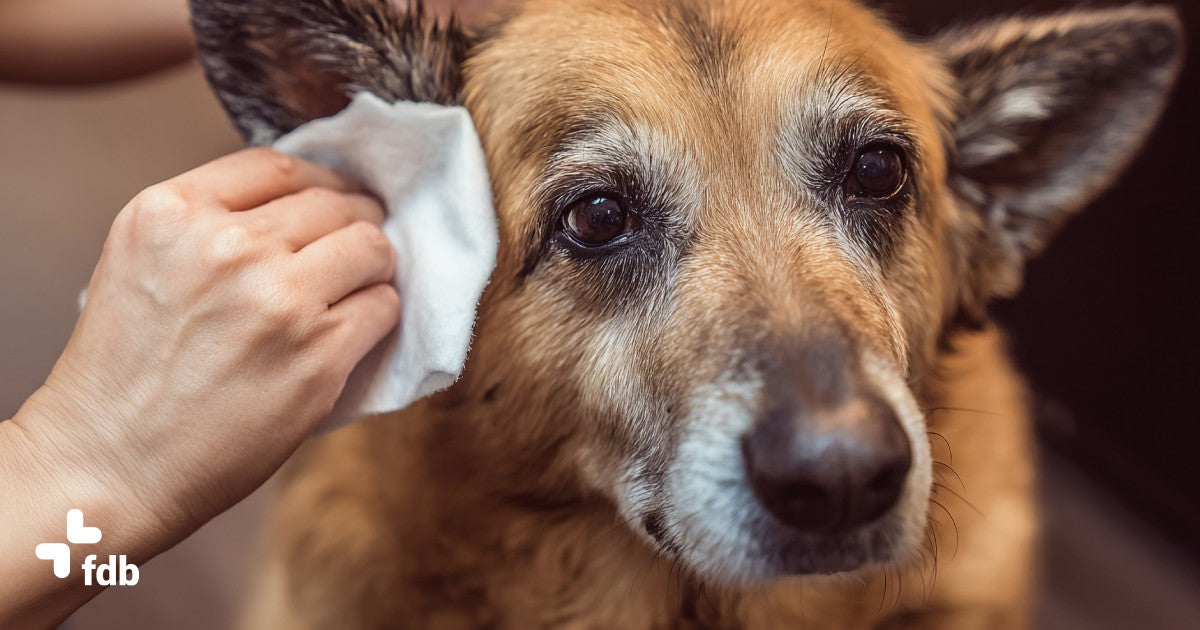 Come pulire le orecchie al cane