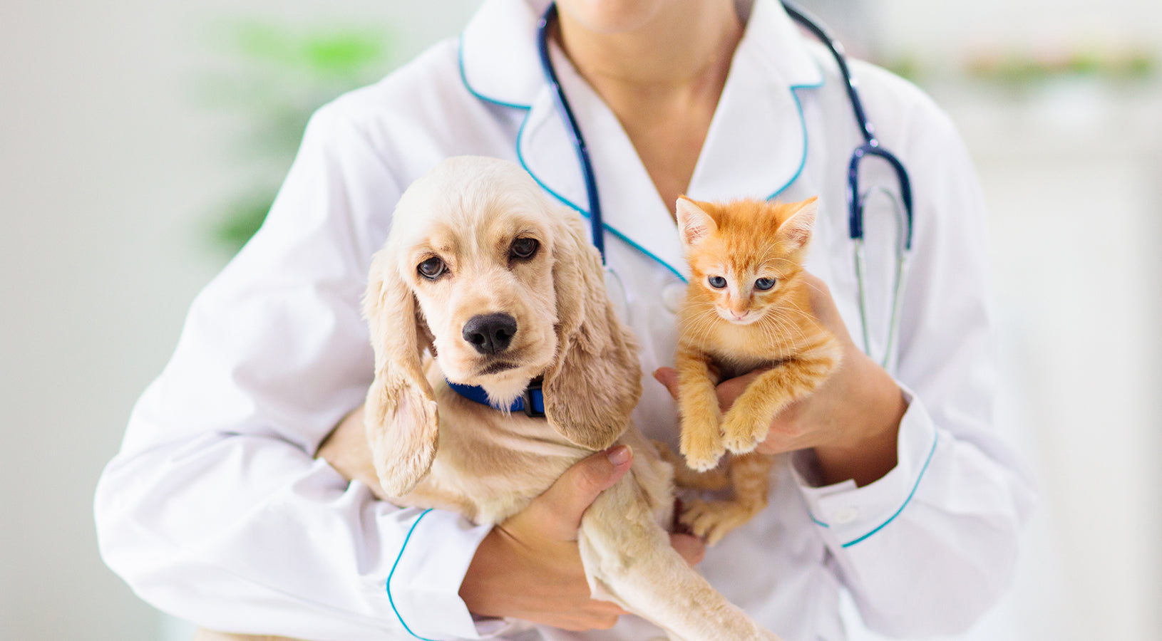 Veterinaria