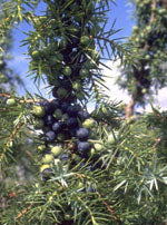 MSA JUNIPERUS COMMUN 50 ML